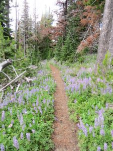 A path in the forest with lupine on the trail